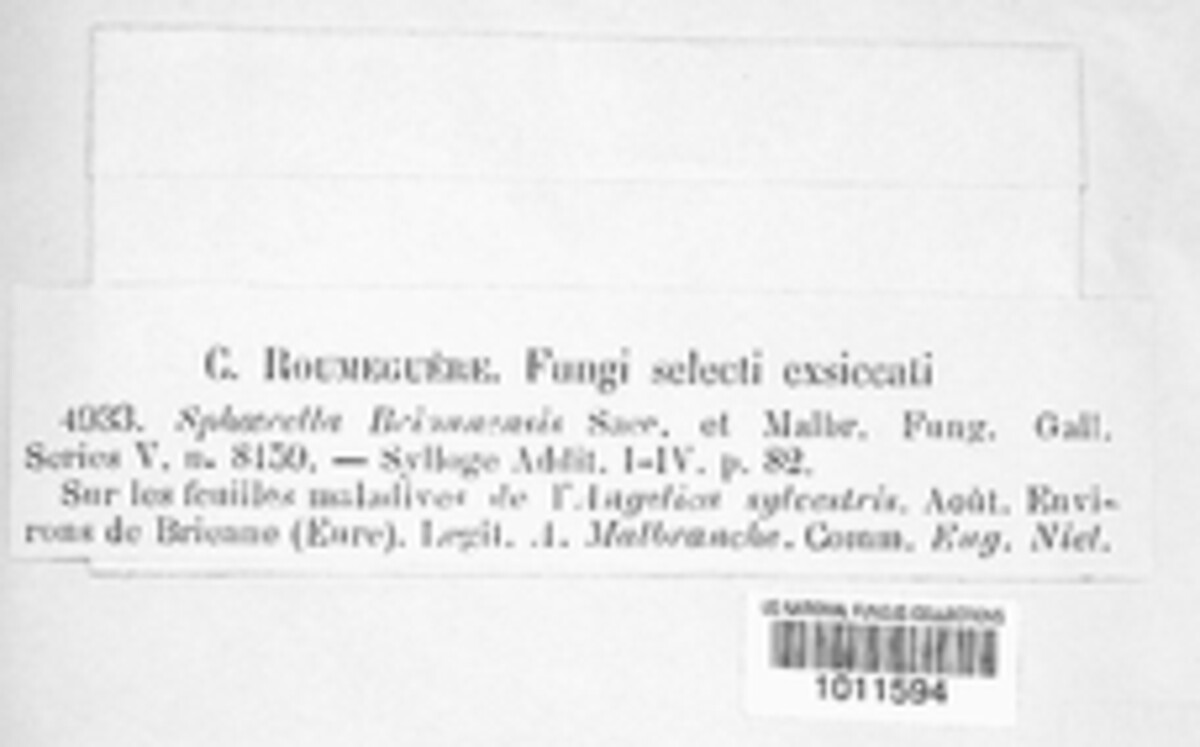 Mycosphaerella brionnensis image